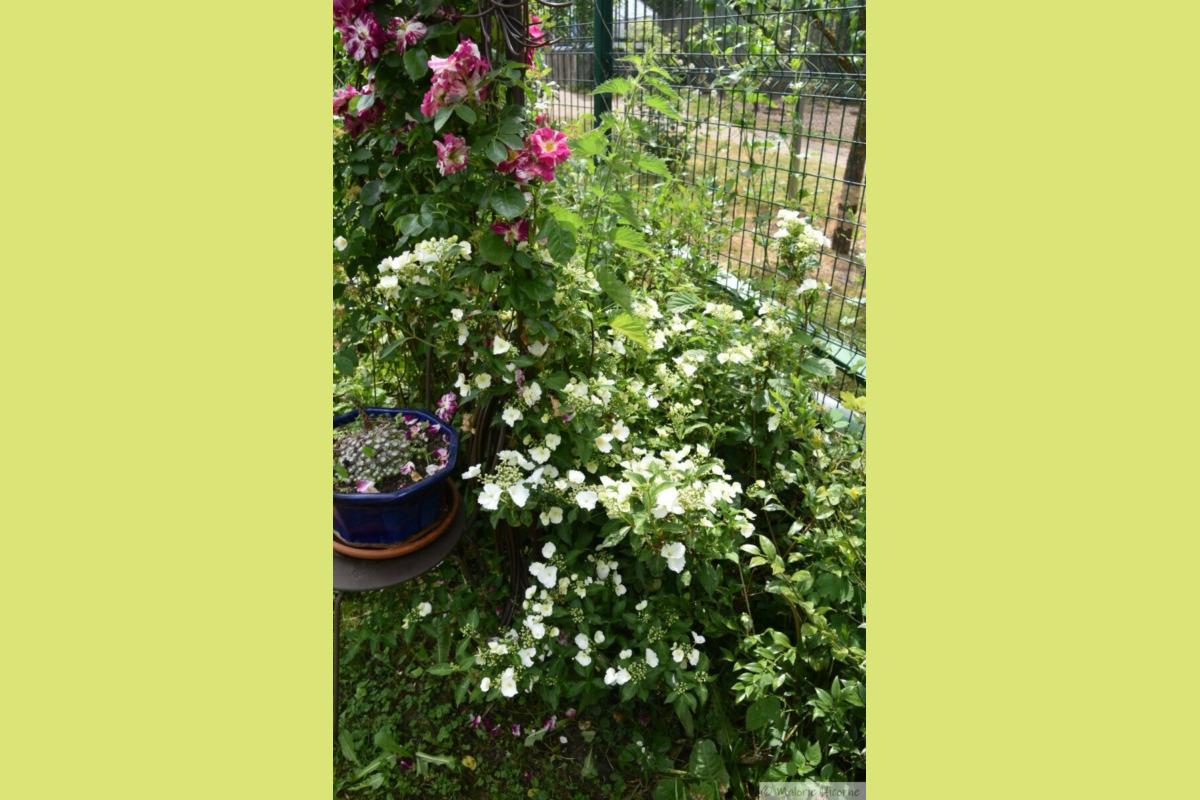 Rosa Purple Spash (Oh Wow) et hydrangea Runaway Bride