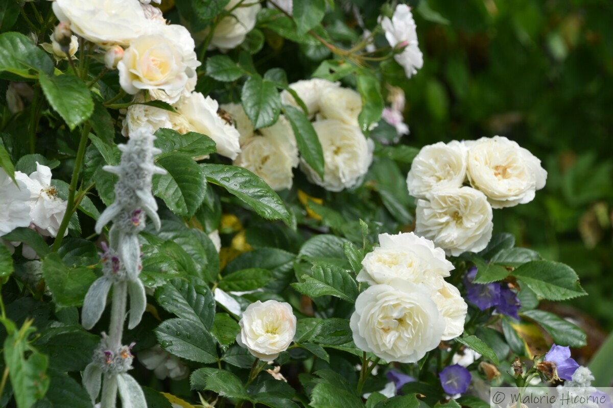 rosa Bouquet parfait (31-05-26 chez Martine G)