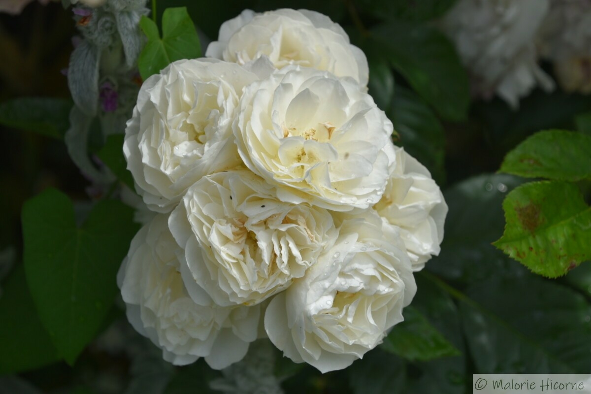 rosa Bouquet parfait