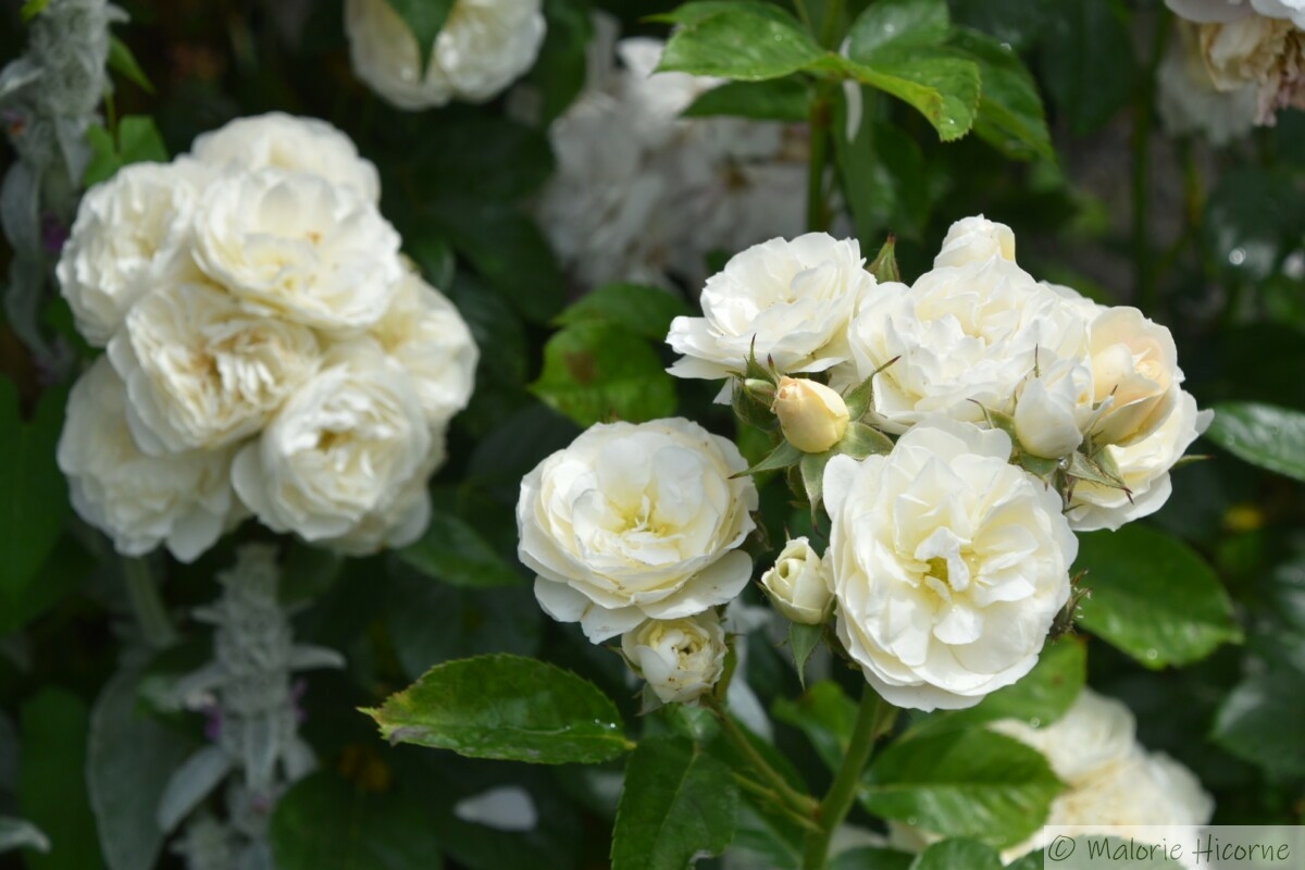 rosa Bouquet parfait