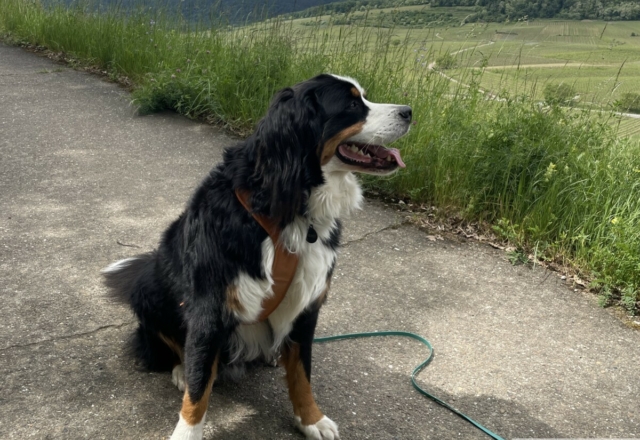 Barney