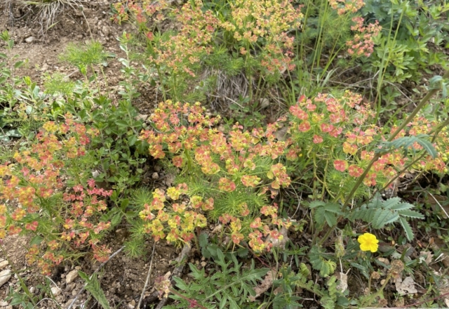 Euphorbe Petit cyprès