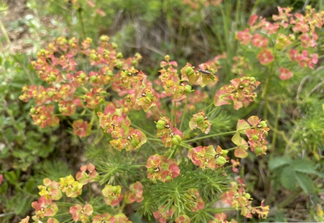 Euphorbe Petit cyprès