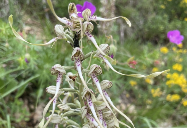 Orchis bouc