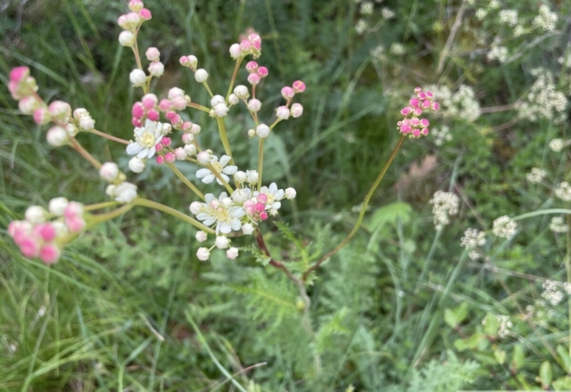 Filipendule Vulgaris