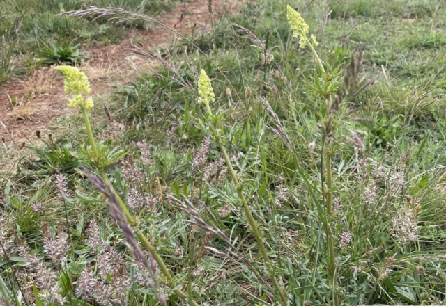 Réséda lutea