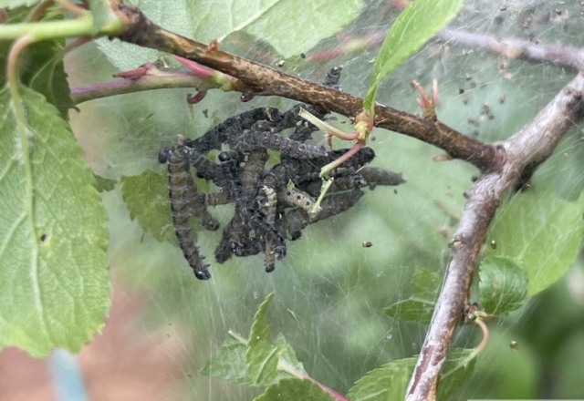 Chenilles d’Yponomeutes