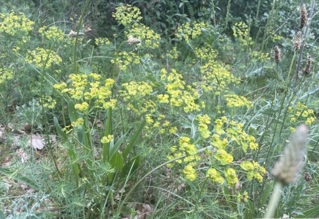 Euphorbe Petit-cyprès
