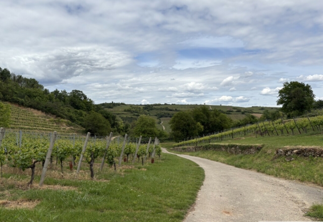 Bollenberg