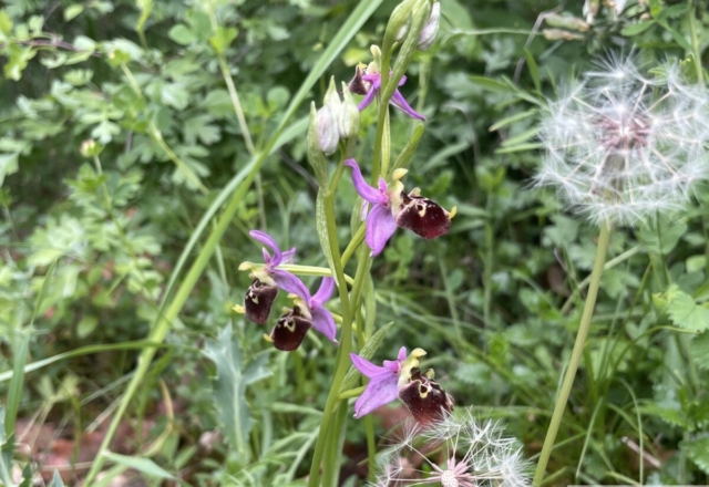 Ophrys