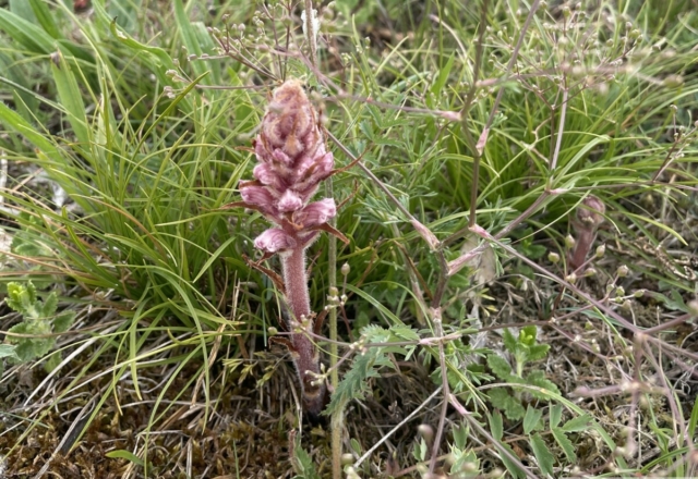 Orobanche