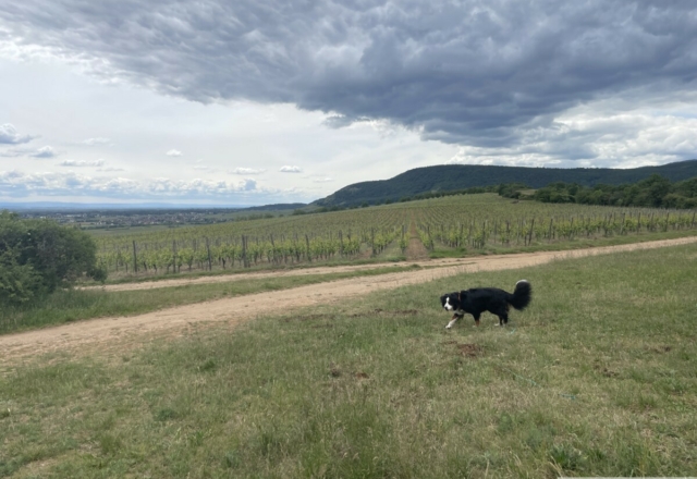 Bollenberg