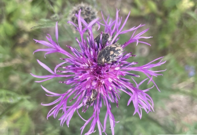 Cétoine grise sur centaurée
