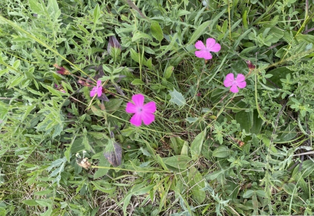 Dianthus