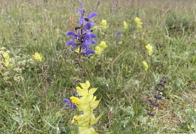 Salvia