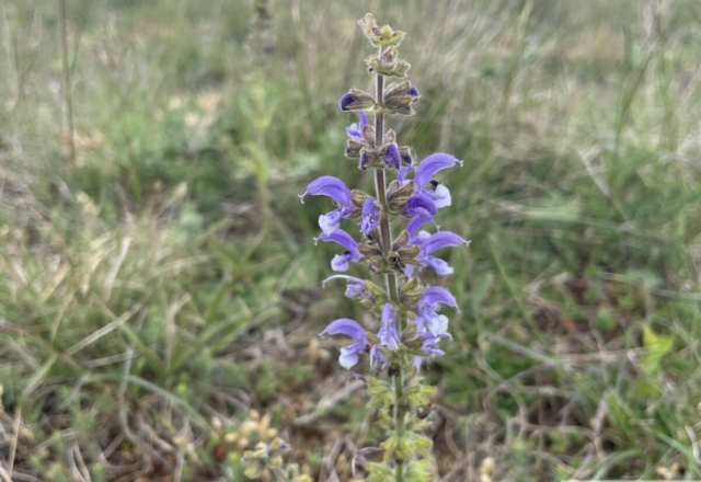 Salvia pratensis