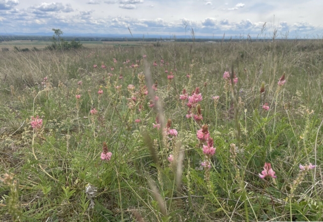 Sainfoin