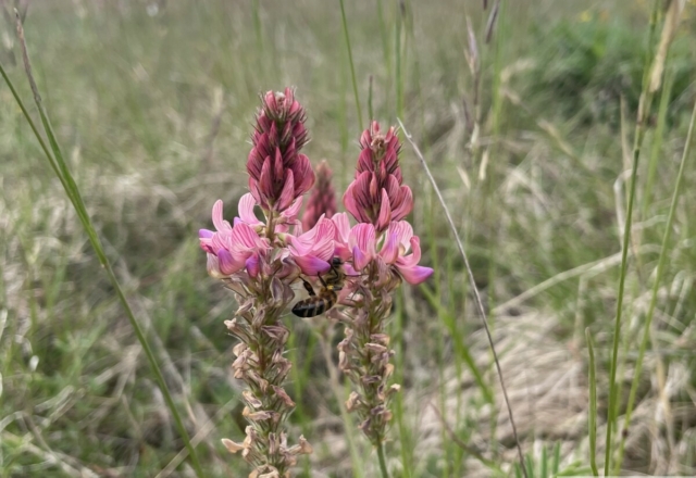 Sainfoin