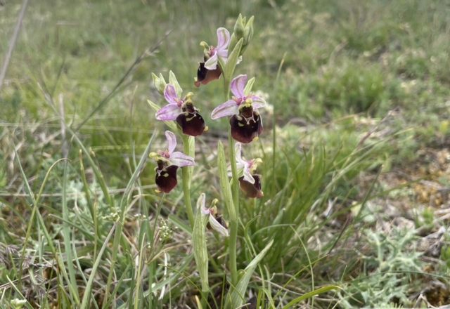 Ophrys bourdon