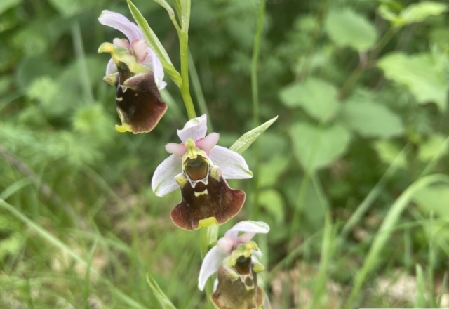 Ophrys bourdon