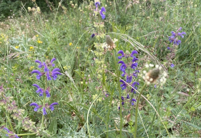 Salvia pratensis