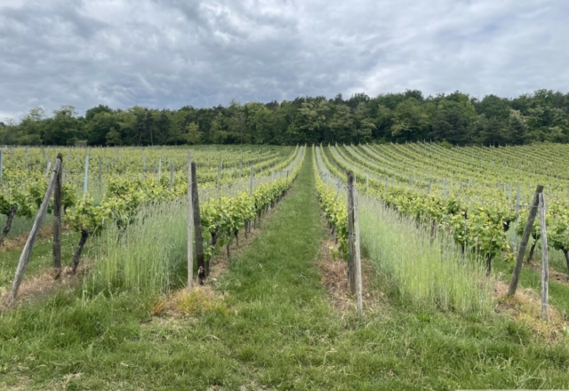 Les vignes du Bollenberg