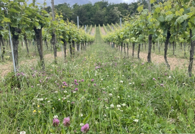 Les vignes du Bollenberg