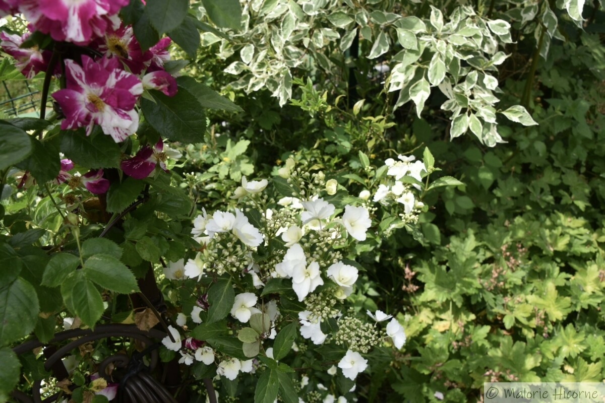 Hydrangea Runaway Bride (31-05-26) chez Martine