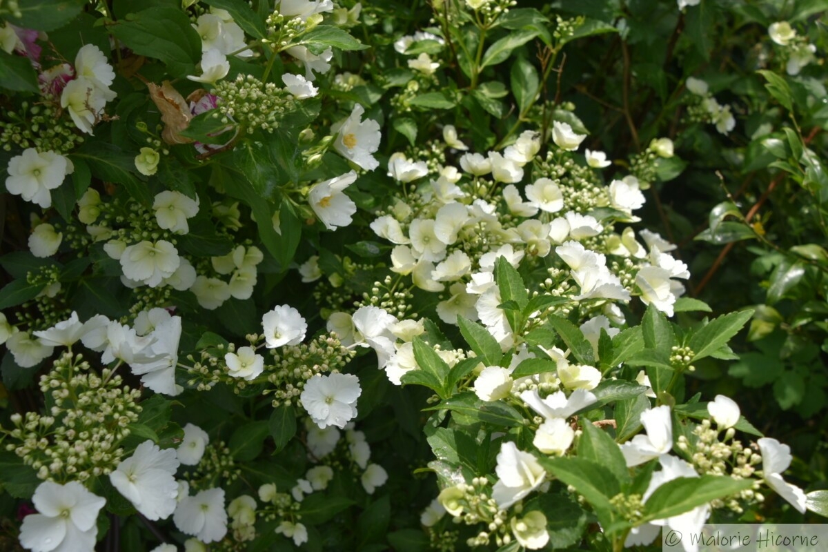 Hydrangea Runaway Bride (31-05-26) chez Martine